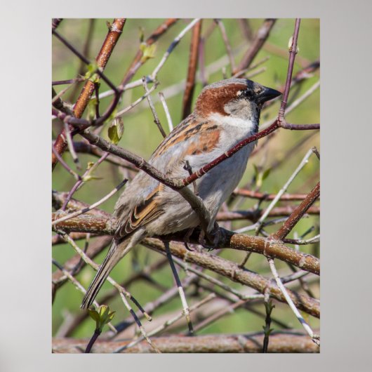 Blending In Poster (Voorkant)