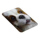 Blenheim Cavalier Flexibele fotomagneet Magneet (Rechterzijde)