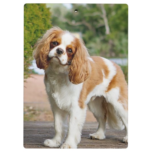 Blenheim Cavalier King Charles Spaniel Dog Klembord (Achterkant)
