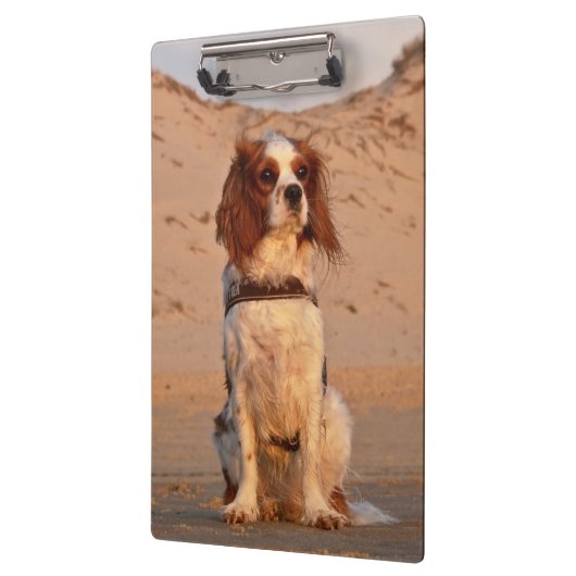 Blenheim Cavalier King Charles Spaniel Dog Klembord (Links)