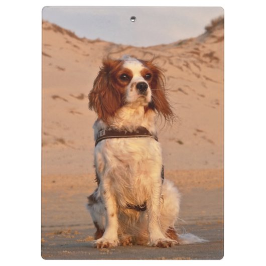Blenheim Cavalier King Charles Spaniel Dog Klembord (Achterkant)
