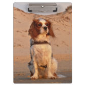 Blenheim Cavalier King Charles Spaniel Dog Klembord (Voorkant)