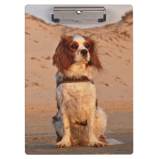 Blenheim Cavalier King Charles Spaniel Dog Klembord (Voorkant)