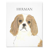 Blenheim Cavalier King Charles Spaniel Foto Afdruk (Voorkant)