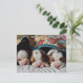 Blenheim Cavalier King Charles Spaniel Puppies Briefkaart (Staand voorkant)