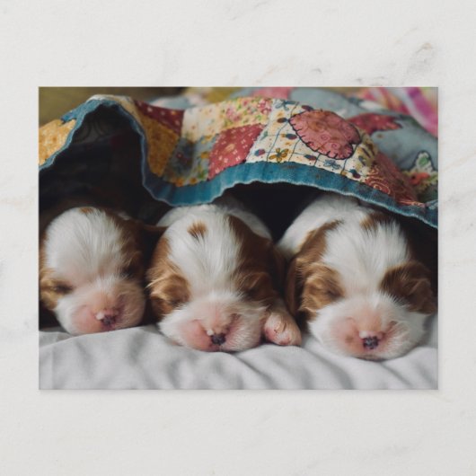 Blenheim Cavalier King Charles Spaniel Puppies Briefkaart (Voorkant)