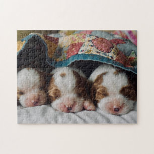 Blenheim Cavalier King Charles Spaniel Puppies Legpuzzel