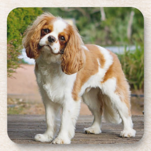 Blenheim Cavalier King Charles Spaniel Puppy Dog Bier Onderzetter