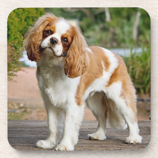 Blenheim Cavalier King Charles Spaniel Puppy Dog Bier Onderzetter (Voorkant)