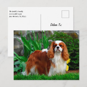 Blenheim Cavalier King Charles Spaniel Puppy Dog Briefkaart