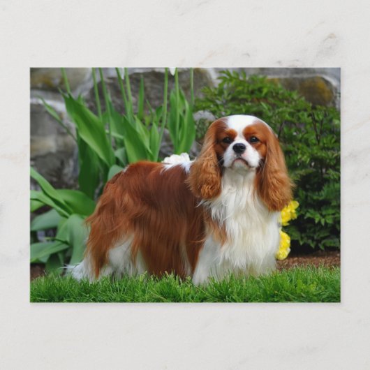 Blenheim Cavalier King Charles Spaniel Puppy Dog Briefkaart (Voorkant)