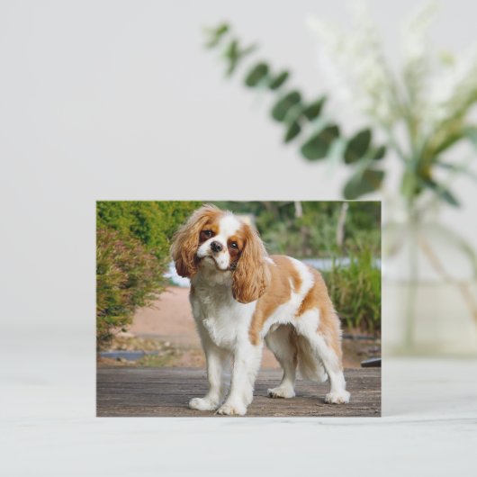 Blenheim Cavalier King Charles Spaniel Puppy Dog Briefkaart (Staand voorkant)