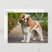 Blenheim Cavalier King Charles Spaniel Puppy Dog Briefkaart (Voorkant / Achterkant)