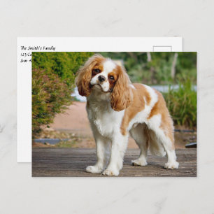 Blenheim Cavalier King Charles Spaniel Puppy Dog Briefkaart