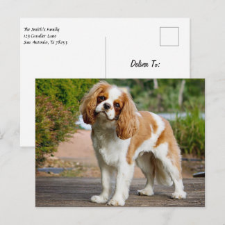 Blenheim Cavalier King Charles Spaniel Puppy Dog Briefkaart