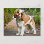 Blenheim Cavalier King Charles Spaniel Puppy Dog Briefkaart (Voorkant)