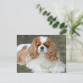 Blenheim Cavalier King Charles Spaniel Puppy Dog Briefkaart (Staand voorkant)