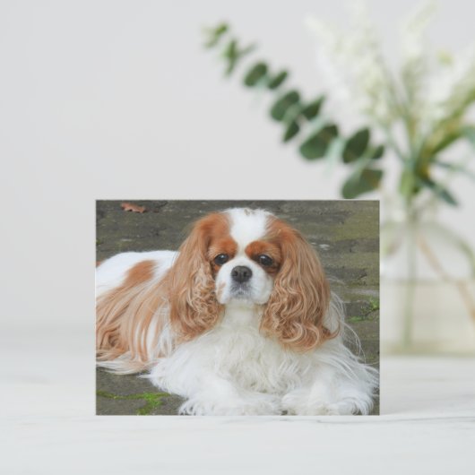 Blenheim Cavalier King Charles Spaniel Puppy Dog Briefkaart (Staand voorkant)