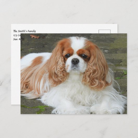 Blenheim Cavalier King Charles Spaniel Puppy Dog Briefkaart (Voorkant / Achterkant)