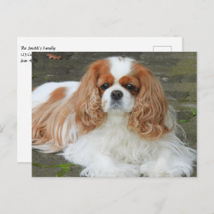 Blenheim Cavalier King Charles Spaniel Puppy Dog Briefkaart