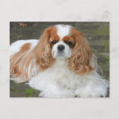 Blenheim Cavalier King Charles Spaniel Puppy Dog Briefkaart (Voorkant)