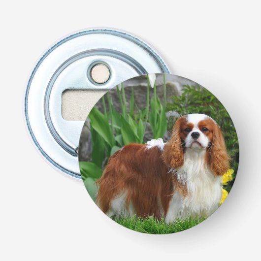Blenheim Cavalier King Charles Spaniel Puppy Dog Button Flesopener (Voorkant)