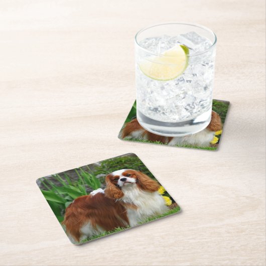 Blenheim Cavalier King Charles Spaniel Puppy Dog Kartonnen Onderzetters (Insitu)