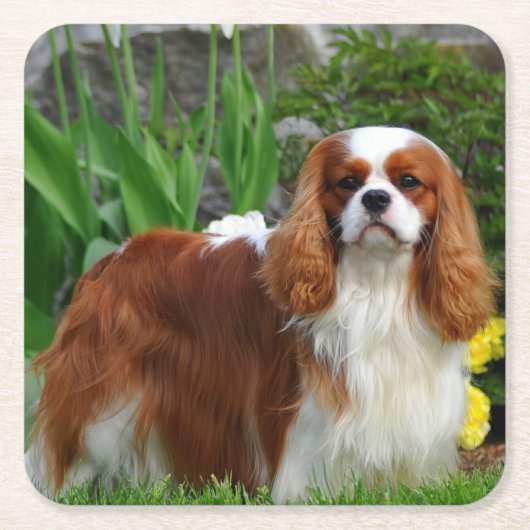 Blenheim Cavalier King Charles Spaniel Puppy Dog Kartonnen Onderzetters (Voorkant)