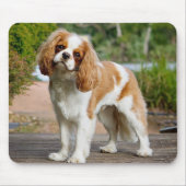 Blenheim Cavalier King Charles Spaniel Puppy Dog Muismat (Voorkant)