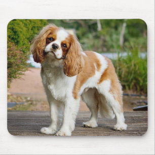 Blenheim Cavalier King Charles Spaniel Puppy Dog Muismat