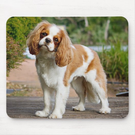 Blenheim Cavalier King Charles Spaniel Puppy Dog Muismat (Voorkant)