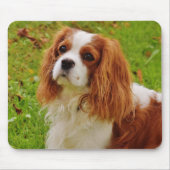 Blenheim Cavalier King Charles Spaniel Puppy Dog Muismat (Voorkant)
