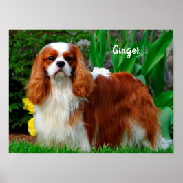 Blenheim Cavalier King Charles Spaniel Puppy Dog Poster