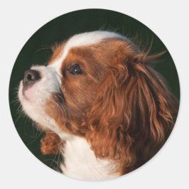 Blenheim Cavalier King Charles Spaniel Puppy Dog Ronde Sticker