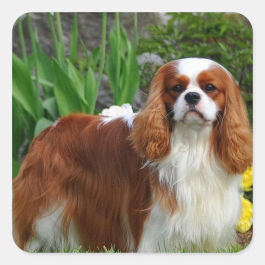 Blenheim Cavalier King Charles Spaniel Puppy Dog Vierkante Sticker (Voorkant)