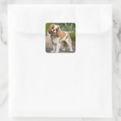 Blenheim Cavalier King Charles Spaniel Puppy Dog Vierkante Sticker (Tas)