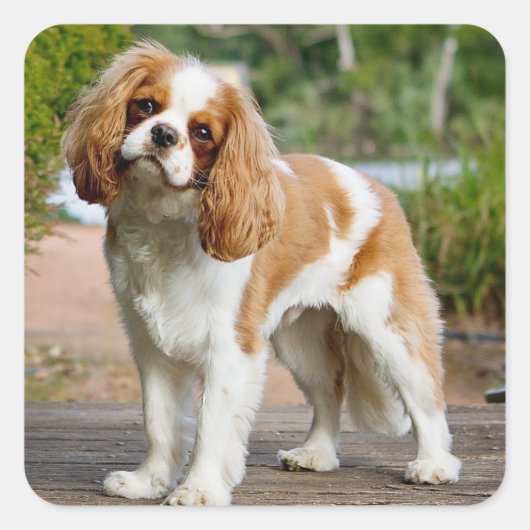Blenheim Cavalier King Charles Spaniel Puppy Dog Vierkante Sticker (Voorkant)