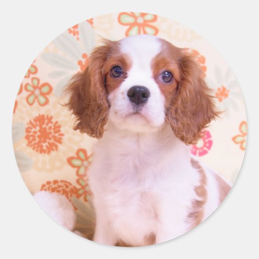 Blenheim Cavalier King Charles Spaniel Sticker (Voorkant)