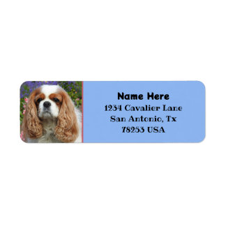 Blenheim Cavalier King Charles Terugkeer Adres Etiket