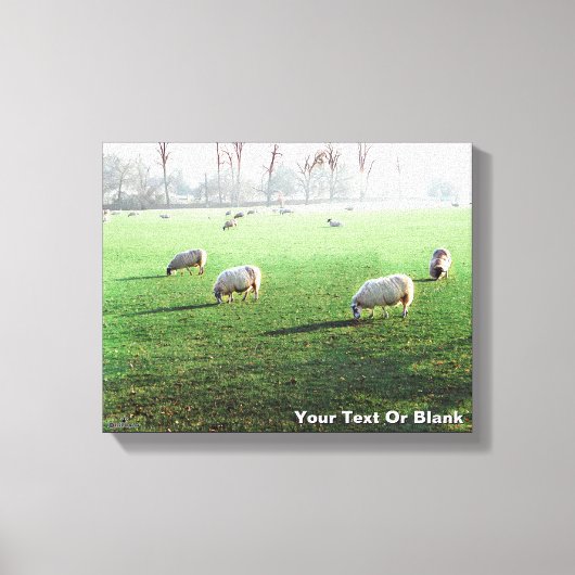 Blenheim Palace Schaap Canvas Afdruk (Voorkant)