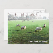 Blenheim Palace Schaap Feestdagenkaart (Voorkant / Achterkant)