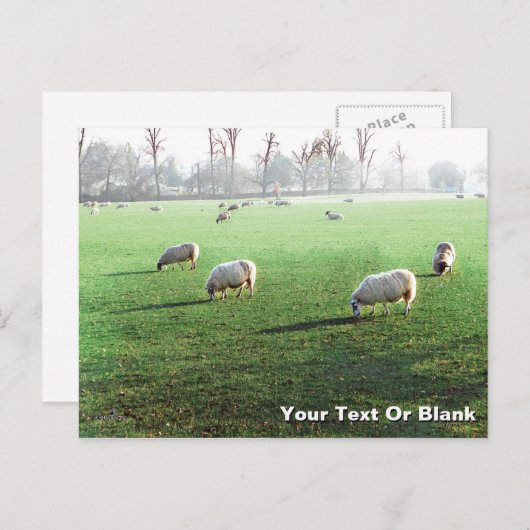 Blenheim Palace Schaap Feestdagenkaart (Voorkant / Achterkant)