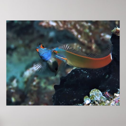 Blenny Battle Poster (Voorkant)