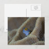 Blenny fish Blenniidae) die het uitsteekt Briefkaart (Voorkant / Achterkant)