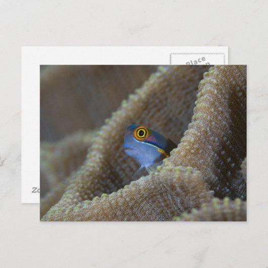 Blenny fish Blenniidae) die het uitsteekt Briefkaart (Voorkant / Achterkant)