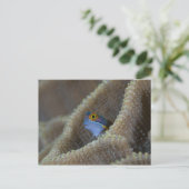 Blenny fish Blenniidae) die het uitsteekt Briefkaart (Staand voorkant)