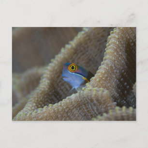 Blenny fish Blenniidae) die het uitsteekt Briefkaart