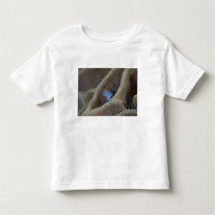 Blenny fish Blenniidae) die het uitsteekt Kinder Shirts