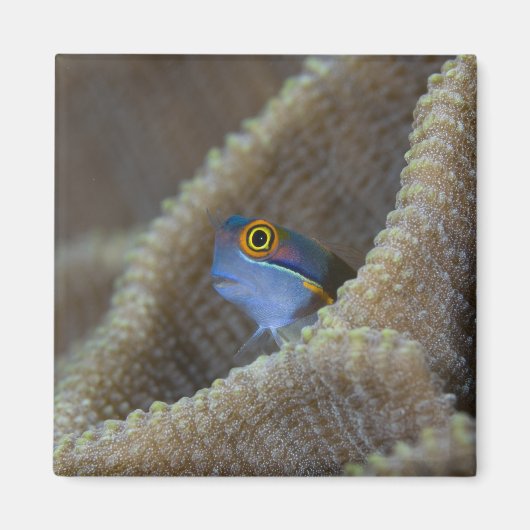 Blenny fish Blenniidae) die het uitsteekt Magneet (Voorkant)
