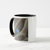 Blenny fish Blenniidae) die het uitsteekt Mok (Voorkant links)